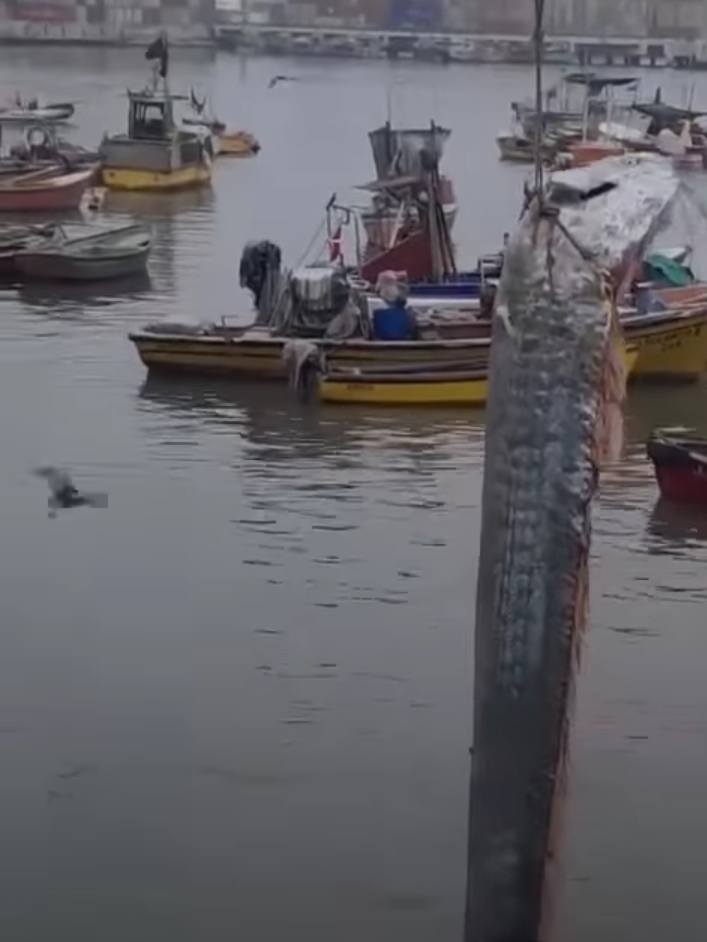 اصطياد سمكة المجداف