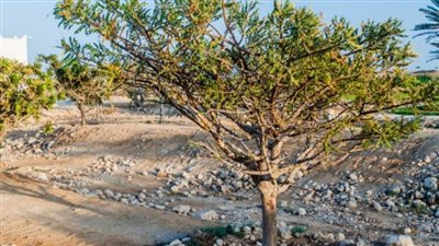 كل ما تريد معرفتة عن شجرة اللبان