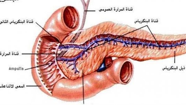موقع أيام نيوز