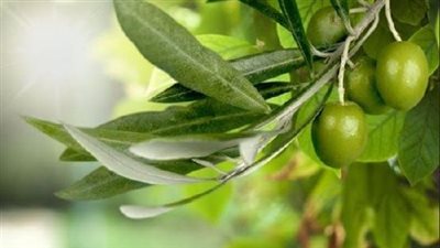 موسم الزيتون قد بدأ اليك فوائد واستخدامات ورق الزيتون لجسم الانسان