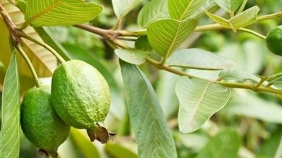 علاج ضيق التنفس بسبب الغبار