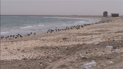 مديرية البريقة بوابة عدن البحرية