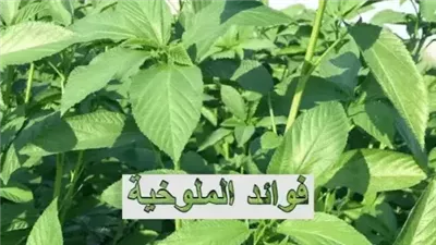 فوائد الملوخية