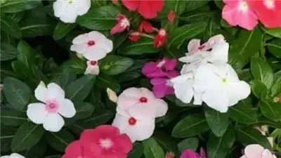 عشبة الونكة  تعرف إلى موطنها ومكوناتها الكيميائية وفوائدها ومحاذير استخدامها