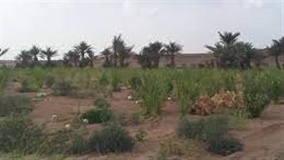 مديرية القف أرض النخيل والضيافة