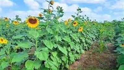 أفجوي مدينة الصومال التاريخية