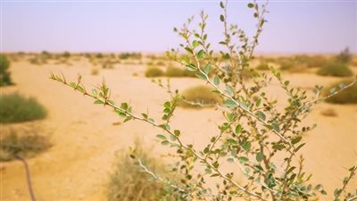 السمينية قرية تاريخية وتراثية