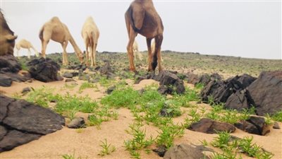 فيضة فجيج واحة خضراء في قلب الصحراء