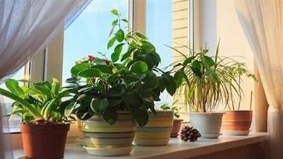 كيف أعتني بالنباتات المنزلية