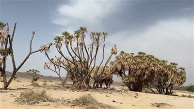 قرية الصداة قرية سعودية عريقة