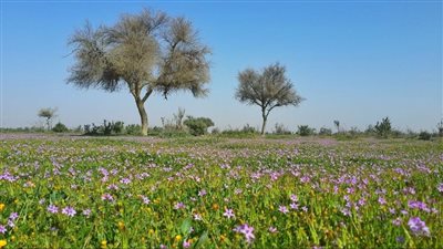 روضة التنهات منتزه طبيعي في شمال المملكة العربية السعودية