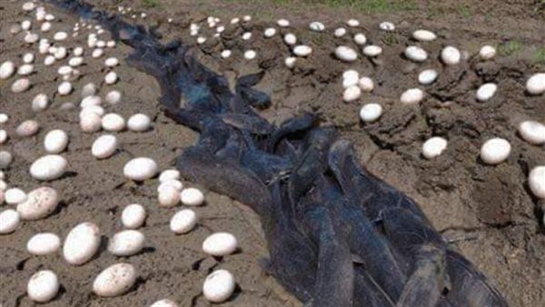 Farmer Finds Hundreds Of Strange Eggs In His Crops – But When They Hatch,  He Bursts Into Tears