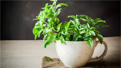 ما هو الأرق؟ وكيف تساعد الأعشاب على تحسين النوم؟