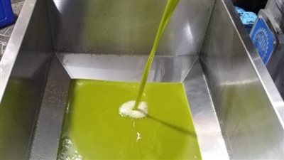 عصر الزيتون عملية قديمة وتقليدية