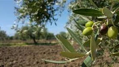 موضوع عن قطف الزيتون