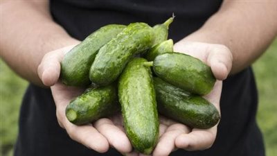فوائد أكل الخيار