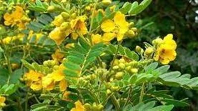 متى يبدأ مفعول السنامكي
