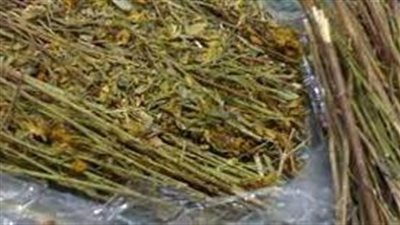 فوائد عشبة المدينة