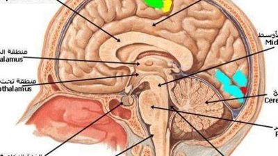 تأثير المواد الكيميائية على الجهاز العصبي