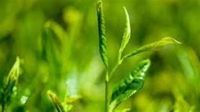 أعشاب لسد الشهية نهائياً