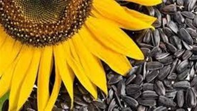 بعض فوائد بذور دوار الشمس للشعر