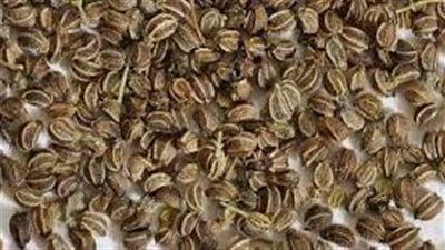 القيمة الغذائية لبذور الجزر