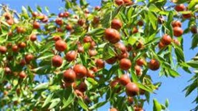 فوائد ثمرة السدر