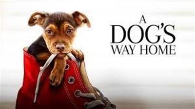 قصة فيلم A Dog's Way Home