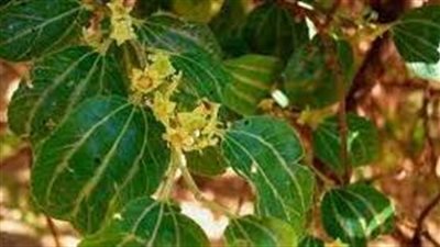 كيفية استعمال السدر في الطب النبوي