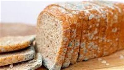 ما هي مراحل دورة حياة عفن الخبز