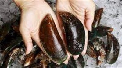 ما هو بلح البحر