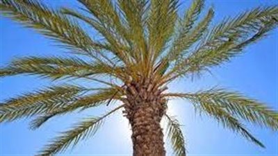 سعف النخل: فوائد لا تنتهي