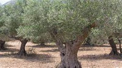 ما هي اهميه شجرة الزيتون
