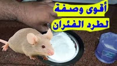 طريقة طرد الفئران من المنزل