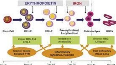 كل ما تريد معرفته عن استخدام 	Erythropoiesis-stimulating agen