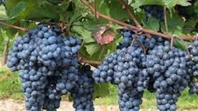 خطوات زراعة العنب 