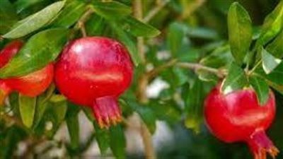 ما هي خطوات زراعة الرمان 