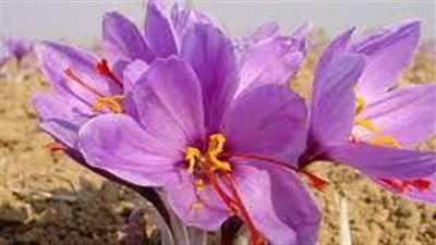 خطوات زراعة الزعفران 
