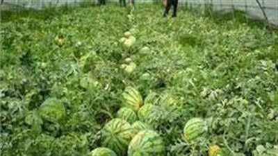 نصائح للعناية بالبطيخ