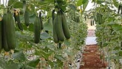 ما هو المكان المناسب لزراعة الخيار 