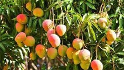 طريقة زراعة المانجو 
