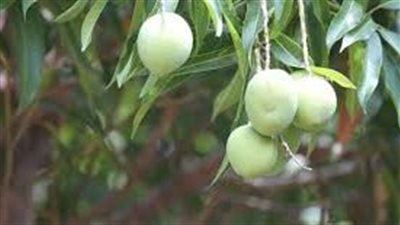 ما هي انواع المانجو 