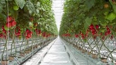 خطوات زراعة الطماطم في المنزل 
