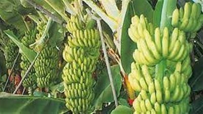 طريقة زراعة الموز 