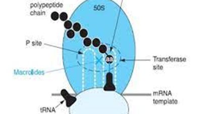كل ما تريد معرفته عن استخدام Macrolides 