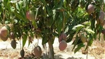 طرق زراعة المانجو