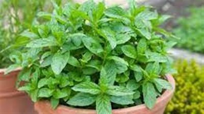 خطوات زراعة النعناع