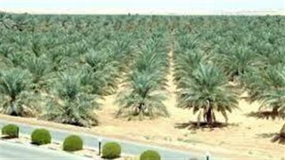 الخطوات الأساسية لزراعة النخيل