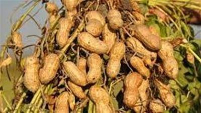 إليك بعض الخطوات لزراعة الفول السوداني