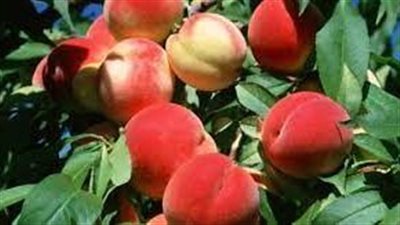 العوامل المؤثرة على نمو شجرة الخوخ